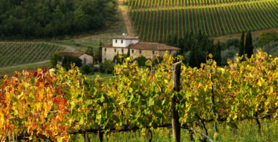 Best Tuscany Wineries_ Top Vineyards and Wine Tasting Experiences