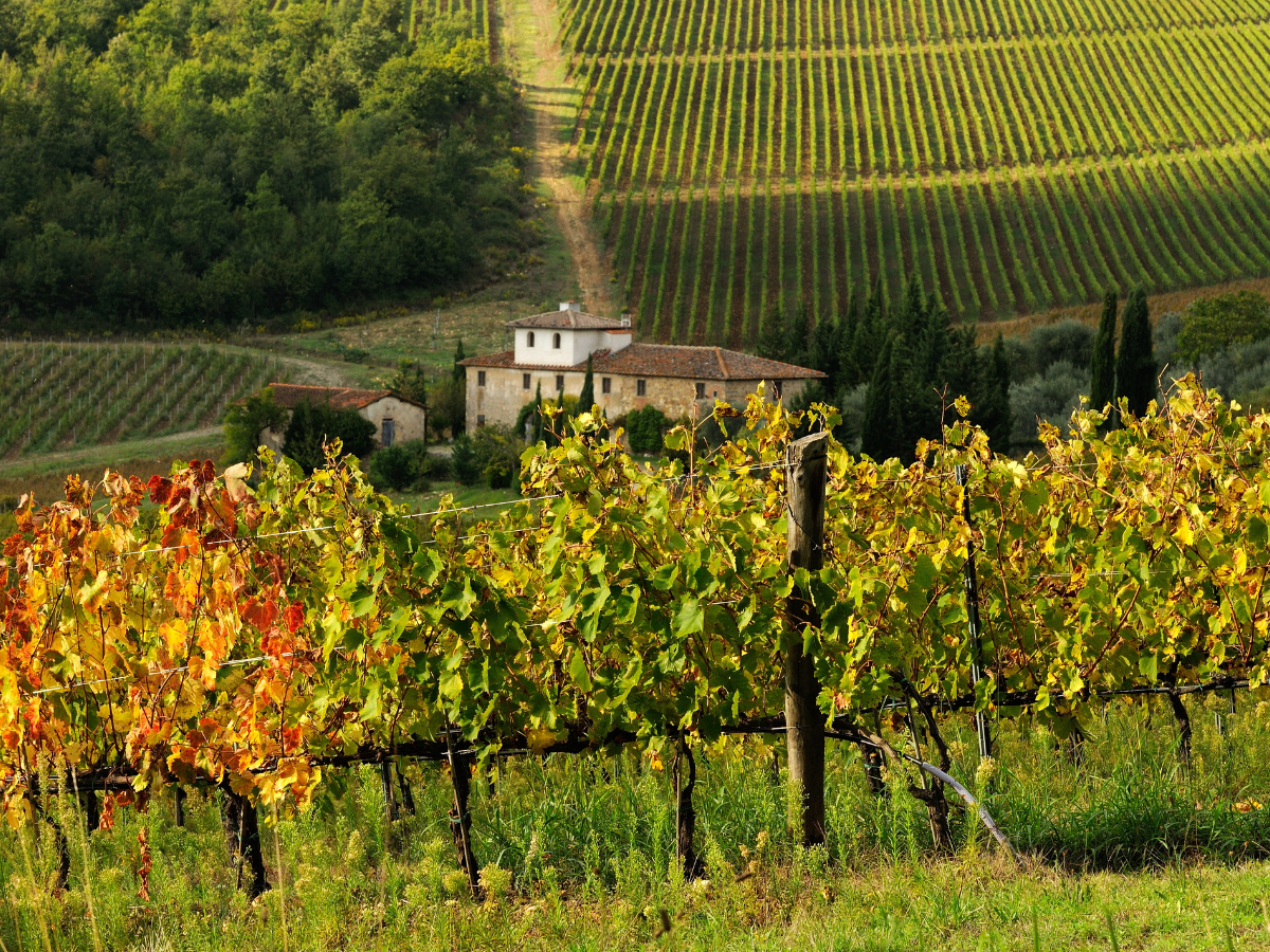 Best Tuscany Wineries_ Top Vineyards and Wine Tasting Experiences