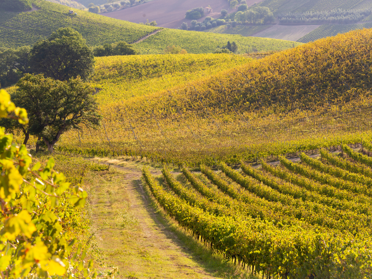 Best Vineyards in Tuscany_ A Simple Guide to Enjoying the Best Wine Experiences